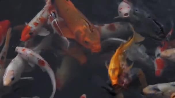 Fish Different Colours Aquarium — Wideo stockowe
