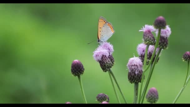Красиві Метелики Сидять Фіолетових Квітах — стокове відео