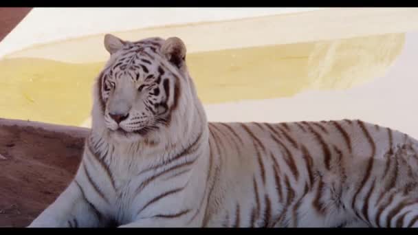 White Tiger Taking Rest Looking — Vídeos de Stock