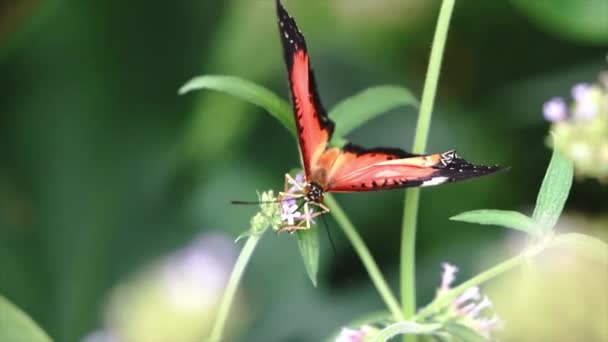 Red Black Butterflies Extracting Honey Flowers — Stockvideo