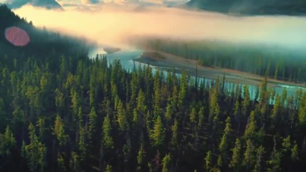 Drone Footage Green Forest Jasper National Park Canada — Wideo stockowe
