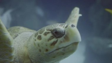 green sea turtle swimming against to my camera - PERFECT SHOT!