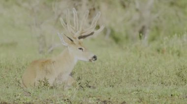 Erkek bataklık geyiği, Blastocerus dikotomus, çimlerin üzerinde güneşlenerek güneşleniyor. Güney Amerika vahşi yaşamı, hayvan koruma