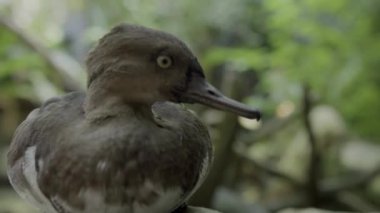 4K close up of a black duck in Wild Duck in the Nature