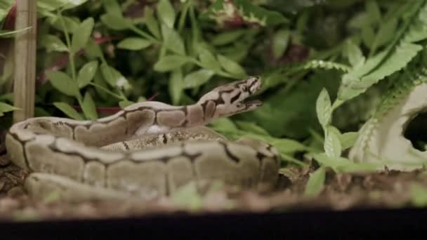 Pitone Palla Python Regius Chiamato Anche Pitone Reale Una Specie — Video Stock