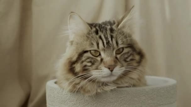 Playful Funny Curious Classic Black Tabby Young Maine Coon Kitten — Stock videók