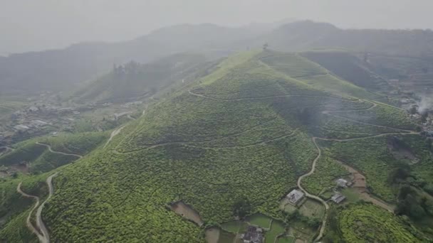 Aerial Drone View Large Tea Plantations Lipton Seat Haputale Sri — Stock Video