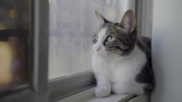 Footage Beautiful Orange Short Haired Cat Resting Window — Vídeos de Stock