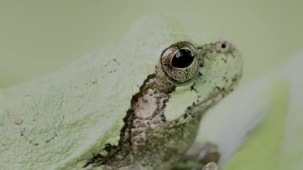 Bird Voiced Tree Frog Dryophytes Avivoca Species Frog Family Hylidae — Video Stock