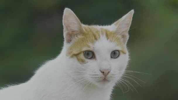 Close Beautiful Domestic White Turkish Van Cat — Stockvideo