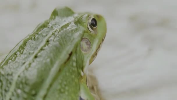 Βάτραχος Rana Temporaria Κοντά Στο Γρασίδι Στο Ποτάμι Φυσικός Ήχος — Αρχείο Βίντεο