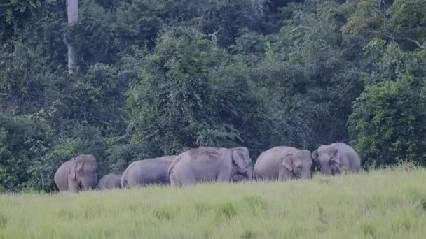 Wildlife Elephants African Elephants Herd Feeding Family Elephants Move Wildlife — Vídeos de Stock
