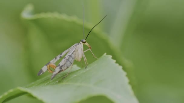 Mecoptera Fly Scorpion Fly Green Leaf — Vídeos de Stock