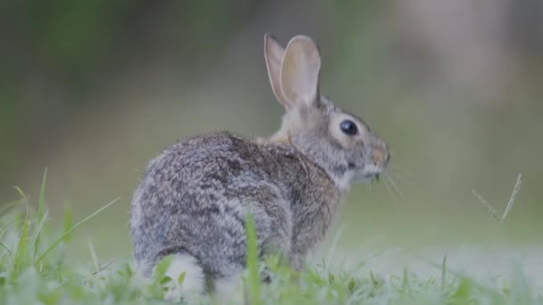 Small Fluffy Eared Rabbit Sits Green Meadow Eats Young Green — Αρχείο Βίντεο