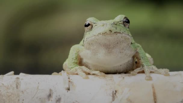 European Green Tree Frog Hyla Arborea Resting Day Croaking Night — Video Stock