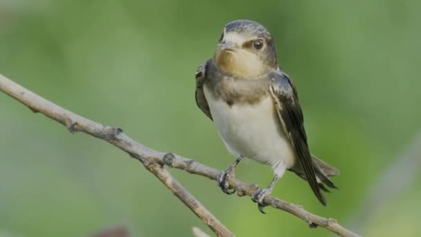 Close Footage Barn Swallow Bird — Stock Video