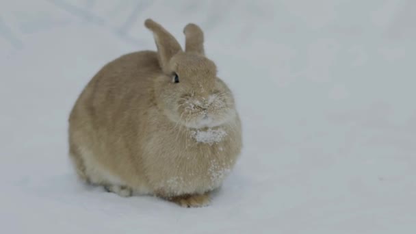 Red Cute Rabbit Snow Winter Season — Video