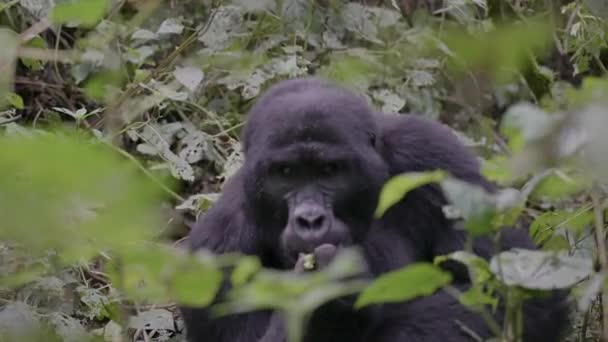 Gorilla Eats Middle Rainforest — Vídeos de Stock