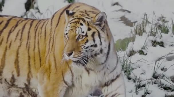Slo Siberian Tiger Panthera Tigris Altaica Relaxed Yawning Light Snowfall — Stockvideo