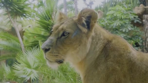 Asian Lioness Looking Camera Face Asian Lioness Close Portrait Wild — Stockvideo