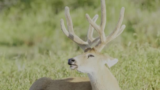 Mule Rådjur Slätterna Colorado — Stockvideo