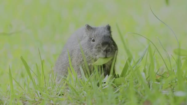 Guinea Pig Eags Green Grass — Video Stock