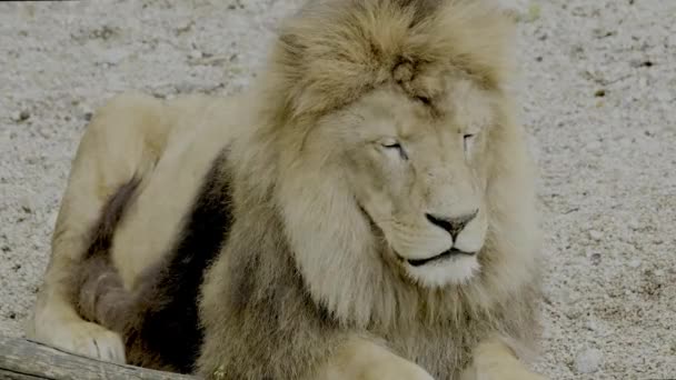 Footage Dangerous Male Barbary Lion — Video Stock