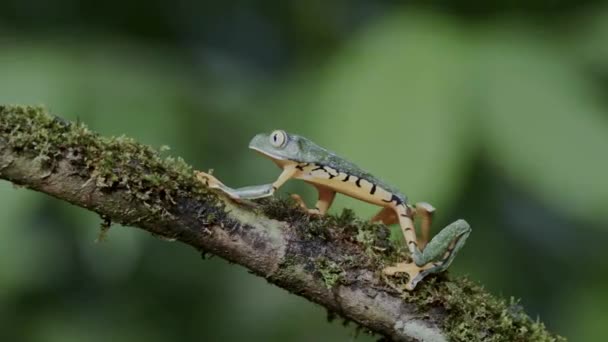 Tree Frog Costa Rica Wildlife Animals Rainforest Tiger Leg Monkey — Video Stock