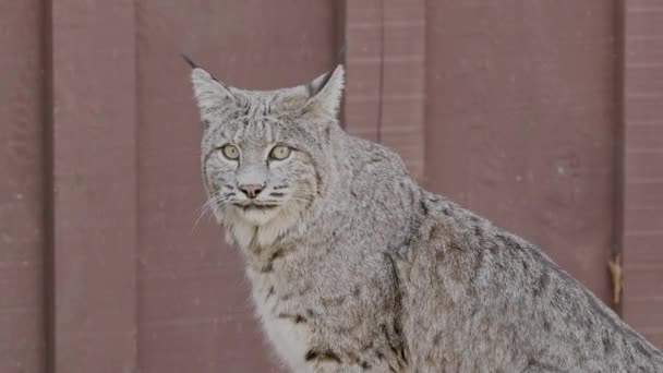 Close Bob Cat Also Known Red Lynx Looking Camera Snow — 图库视频影像
