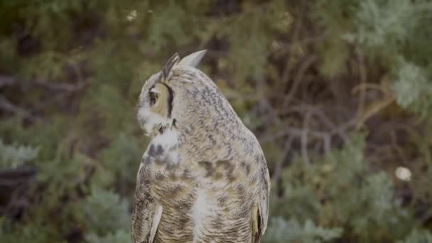 Rare Footage Great Horned Owl Moving His Neck — Stok video