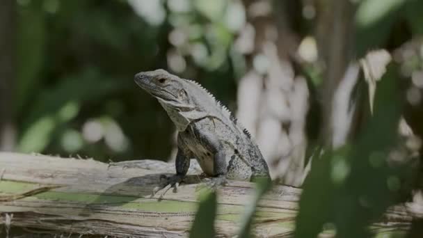 Close Big Lizard Forest — стоковое видео