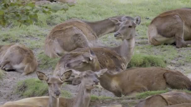 Elk Family Resting Wildlife — Stockvideo