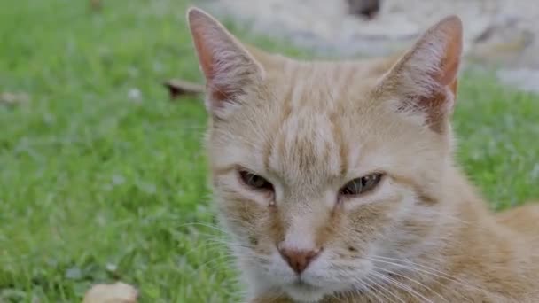 Close Portret Poważny Imbir Kolor Kot Zielonymi Oczami — Wideo stockowe