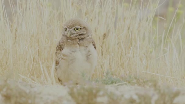 Funny Small Burrowing Owl Looking Enchanted Wildlife Terrestrial Owl Daytime — Vídeo de stock