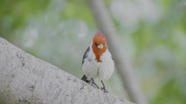 Male Red Northern Cardinal Bird Cardinalis Perched Tree Branch Closeup — Vídeos de Stock