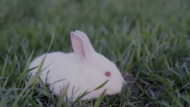 Маленький Білий Кролик Високій Зеленій Траві Красивий Білий Кролик Саду — стокове відео