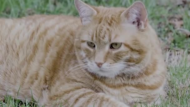 Domestic Ginger Colour Cat Tabby Cat — Stock videók