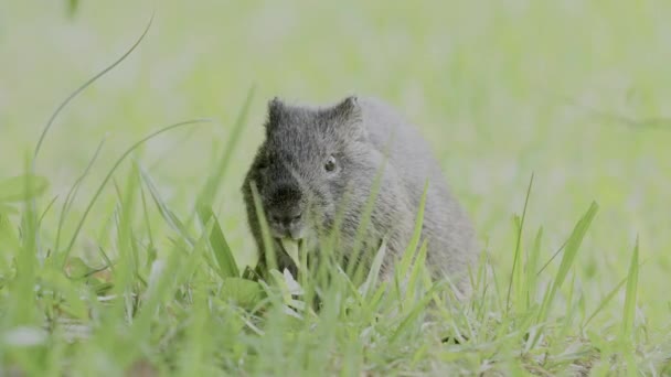 Little Guinea Pig Eating Grass — Vídeos de Stock