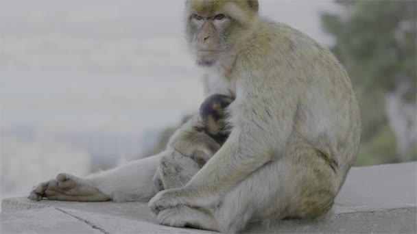 Footage Mother Monkey Breastfeeding Her Infant Baby Forest — Vídeo de Stock