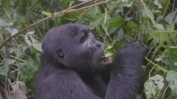 Gorilla Eats Middle Rainforest Bwindi National Park Uganda Males Approximately — Vídeo de Stock