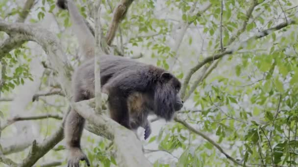 Black Mexican Howler Monkey Portrait Shot — Stockvideo