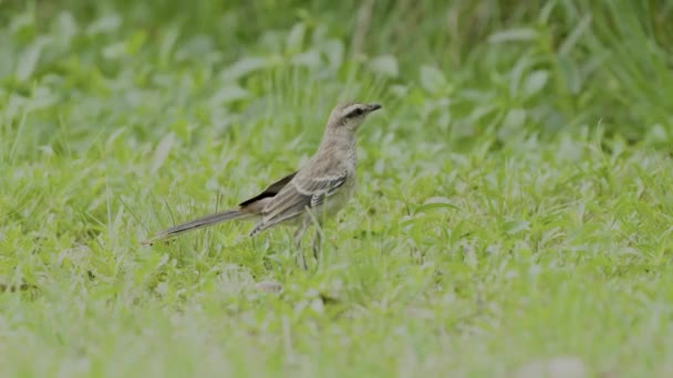Close Mocking Bird Walking Grass — стоковое видео