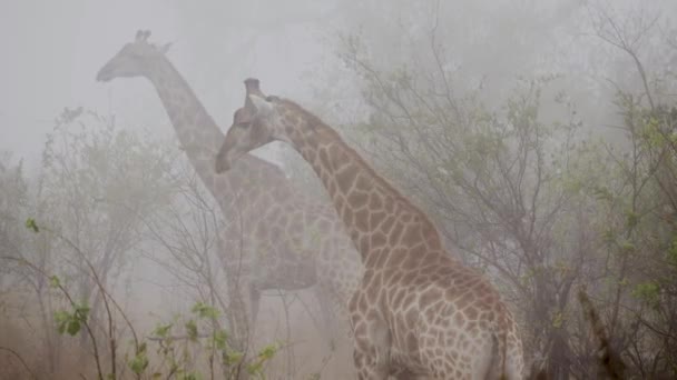 Closeup Wild Long Neck Giraffe Walking Forest Footage Long Head — стоковое видео