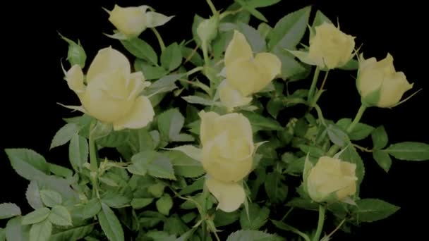 Close Time Lapse Footage Yellow Rosa Yellow Celebration Rose Black — Video Stock