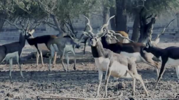 Herd Black Bucks Forest Black Buck Family Black Buck Urinating — стоковое видео
