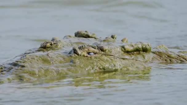Crocodilo Nilo Crocodylus Niloticus Captura Comer Pequeno Peixe Kruger National — Vídeo de Stock
