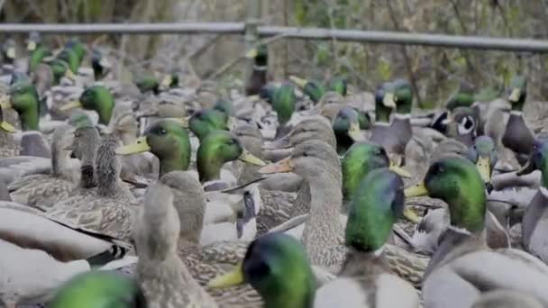 Yaban Ördeği Anas Platyrhynchos Ördekgiller Anas Familyasından Bir Ördek Türü — Stok video