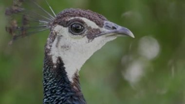 footage of a beautiful blue peacock face closeup standing in the forest. Peafowl is a common name for three bird species in the genera Pavo and Afropavo within the tribe Pavonini of the family Phasian