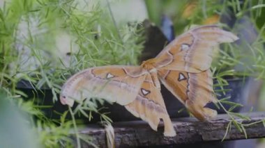 Attacus atlas butterfly also known as Atlas Moth resting on green grass in tropical forest