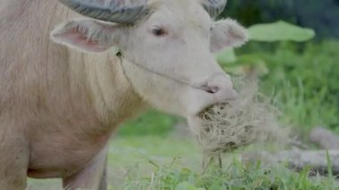 Albino buffalo or pink buffalo eating dry grass with relaxing and happiness at Wat Saman Rattanaram